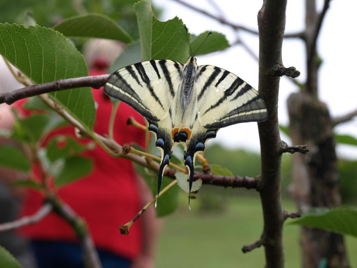 Camping Fantazia Tanya Szentkirály Zewnętrze zdjęcie